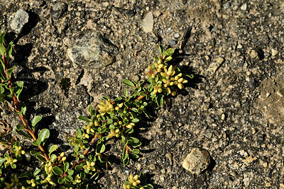 BUITEN BEELD Foto: 448289