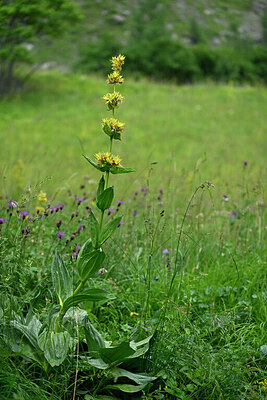 BUITEN BEELD Foto: 448300