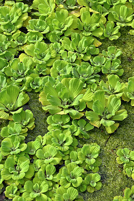 BUITEN BEELD Foto: 448302