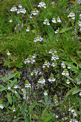 BUITEN BEELD Foto: 448303