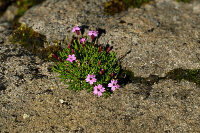 BUITEN BEELD Foto: 448304