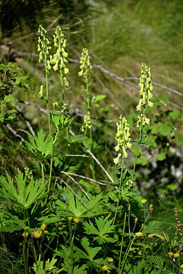 BUITEN BEELD Foto: 448310