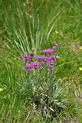 BUITEN BEELD Foto: 448313
