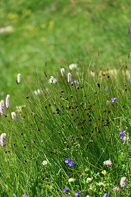 BUITEN BEELD Foto: 448315