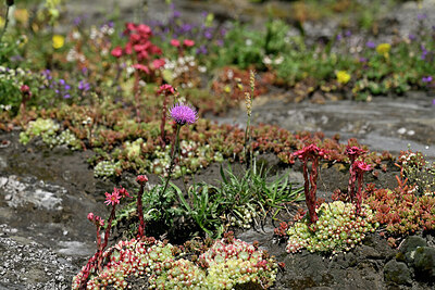 BUITEN BEELD Foto: 448317
