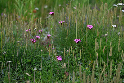 BUITEN BEELD Foto: 448322