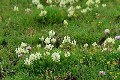 BUITEN BEELD Foto: 448323