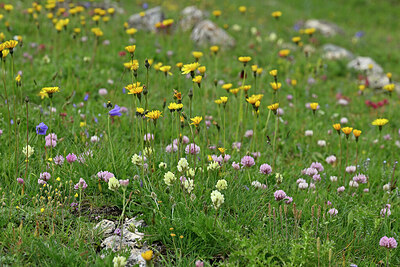 BUITEN BEELD Foto: 448324