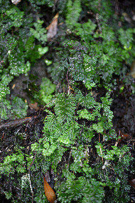 BUITEN BEELD Foto: 448327