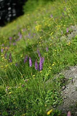 BUITEN BEELD Foto: 448330