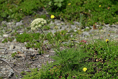 BUITEN BEELD Foto: 448333
