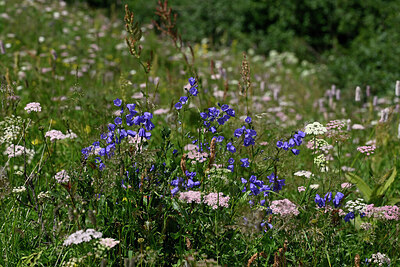 BUITEN BEELD Foto: 448338