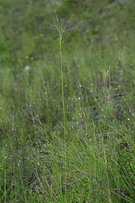 BUITEN BEELD Foto: 448344