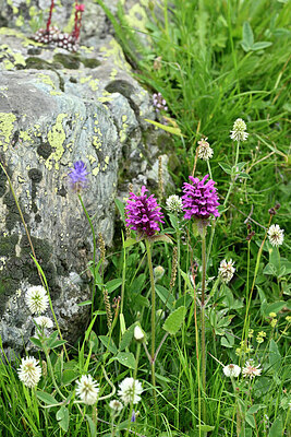 BUITEN BEELD Foto: 448347