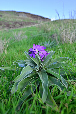 BUITEN BEELD Foto: 448350