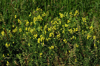 BUITEN BEELD Foto: 448355