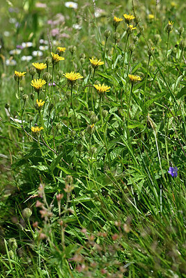 BUITEN BEELD Foto: 448356