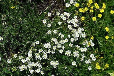 BUITEN BEELD Foto: 448357