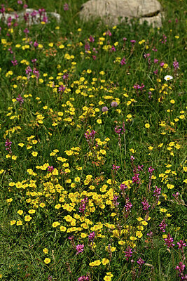 BUITEN BEELD Foto: 448361
