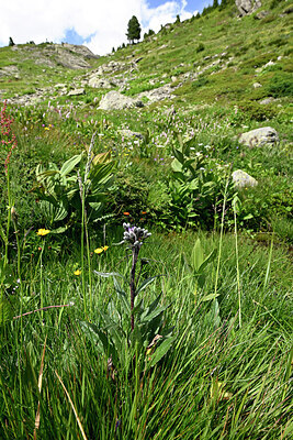 BUITEN BEELD Foto: 448364