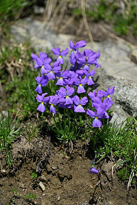 BUITEN BEELD Foto: 448365