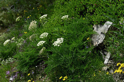 BUITEN BEELD Foto: 448376