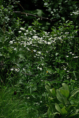BUITEN BEELD Foto: 448379