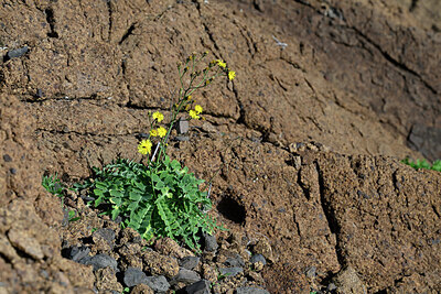 BUITEN BEELD Foto: 448380