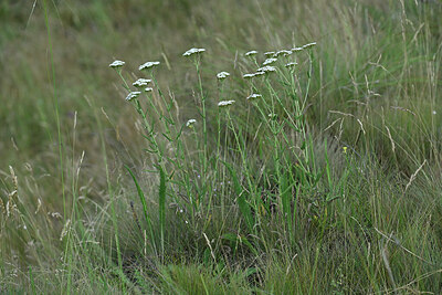 BUITEN BEELD Foto: 448381