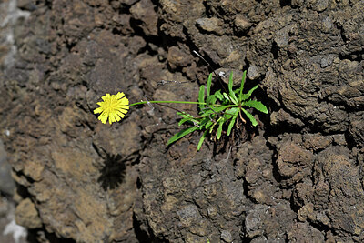 BUITEN BEELD Foto: 448383