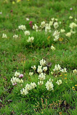 BUITEN BEELD Foto: 448386