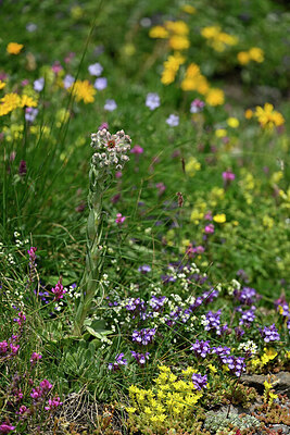 BUITEN BEELD Foto: 448387