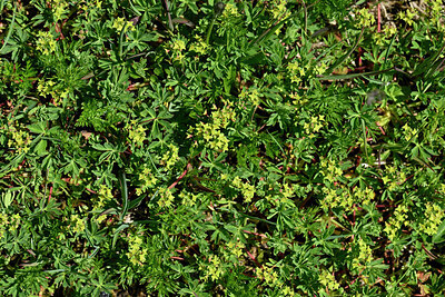 BUITEN BEELD Foto: 448388