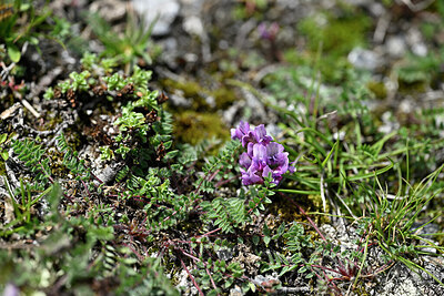 BUITEN BEELD Foto: 448389