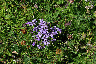 BUITEN BEELD Foto: 448391
