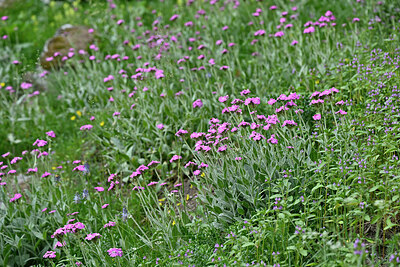 BUITEN BEELD Foto: 448393