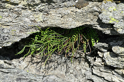 BUITEN BEELD Foto: 448396