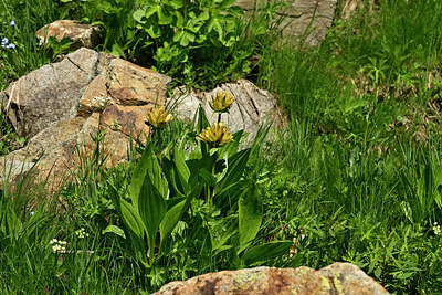 BUITEN BEELD Foto: 448397