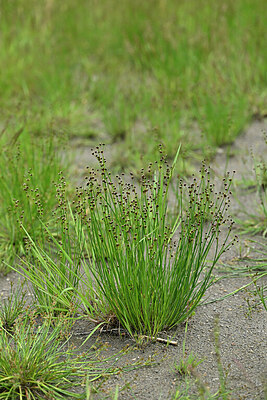 BUITEN BEELD Foto: 448398
