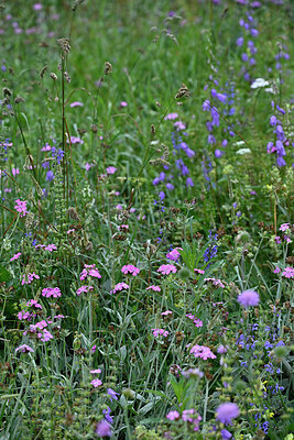 BUITEN BEELD Foto: 448405