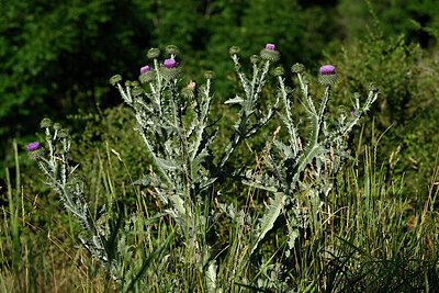 BUITEN BEELD Foto: 448410