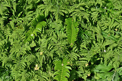BUITEN BEELD Foto: 448419