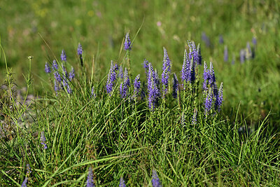 BUITEN BEELD Foto: 448425