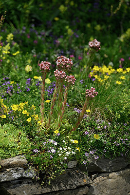 BUITEN BEELD Foto: 448432