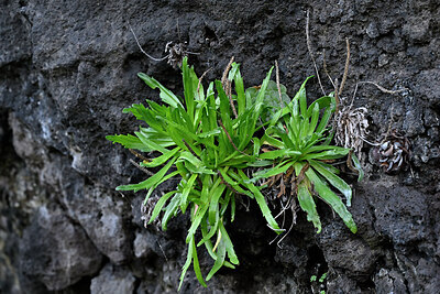 BUITEN BEELD Foto: 448434