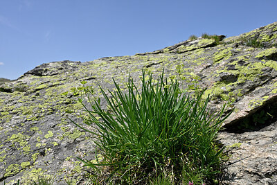 BUITEN BEELD Foto: 448436
