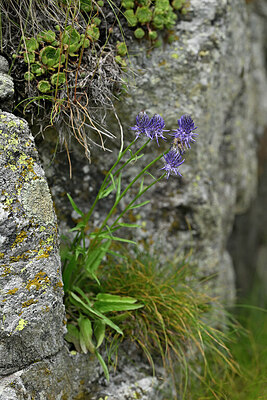 BUITEN BEELD Foto: 448438
