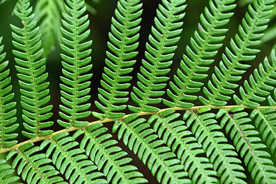 BUITEN BEELD Foto: 448439