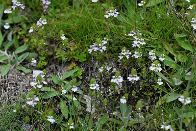 BUITEN BEELD Foto: 448440