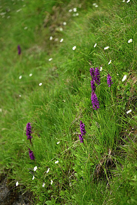 BUITEN BEELD Foto: 448441